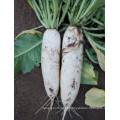 2021 New Season Fresh Vegetable Exporter With International Certifications Fresh Radish